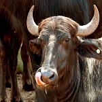 Buffalo (red tongued) Bill.